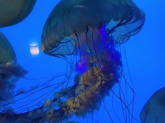 -太平洋海底世界