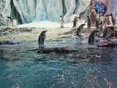 -帝企鹅自助餐厅•儿童岛•真企鹅(长隆企鹅酒店)