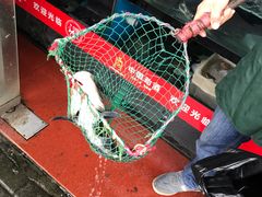 -全乐鱼馆·淳牌有机鱼直营店