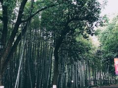 -西湖风景区十里琅珰-五云山