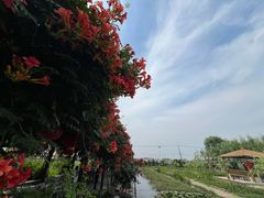 -同銮特种养殖场·龙虾垂钓