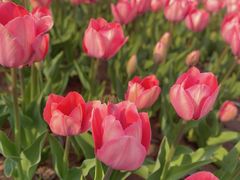 -石家庄市植物园