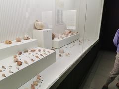 -青岛贝壳博物馆