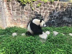 -都江堰中华大熊猫苑
