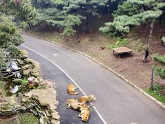 -大连森林动物园