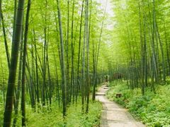 -镇江市南山风景名胜区竹林景区