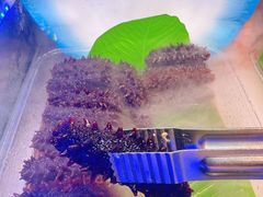 -阪尚皇·原切牛排·烤肉火锅自助(北京路店)