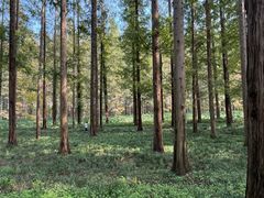 -黄海国家森林公园