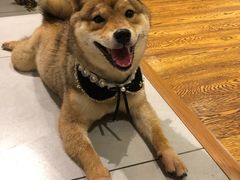 -柴务处·柴犬主题狗咖