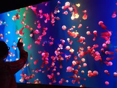 -成都浩海立方海洋公园