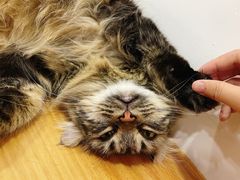 -李小姐の猫咖啡馆(五角场店)