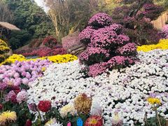 -杭州植物园