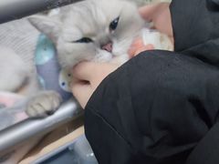-特一安24小时宠物医院·骨科·中兽医
