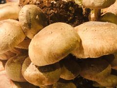 活体菌菇-捞王锅物料理(凯旋路店)