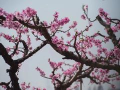 -桃花岛景观公园
