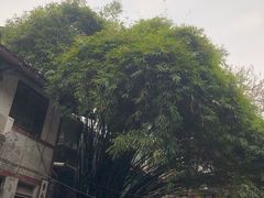 -磁器口古镇