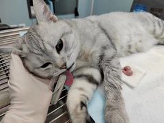 -瑞派长江宠物医院·猫科·外科·24小时夜护(谊城公寓分院)