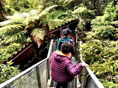 -怀托摩萤火虫洞