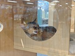 -大型宠物商超·宠海王国·宠物猫狗活体·用品·美容(新世界百货重庆店)