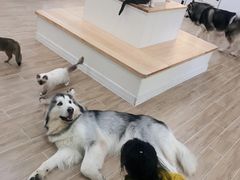 -李小姐の猫咖啡馆(五角场店)