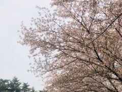 -武汉大学-樱园