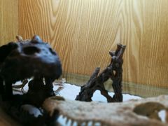 -灵龟之家百象馆(百象馆联合旗舰店)