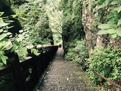 -天目山大树王景区