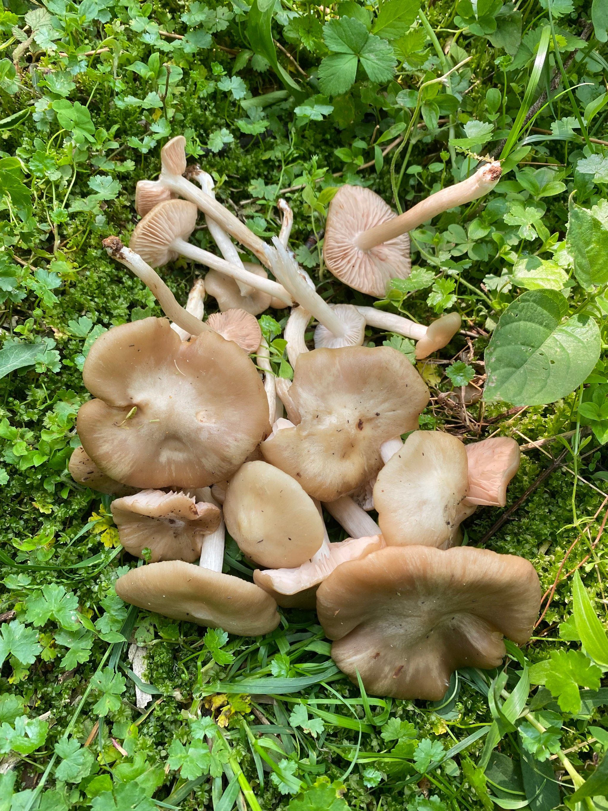 杭州蘑菇能吃嘛?