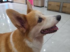 -安安宠医宠物医院·异宠·犬猫内科(岳阳分院)