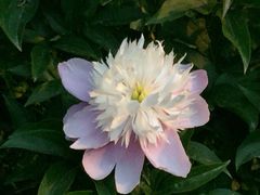 iphone_upload_pic-景山公园
