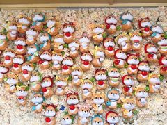 -柴犬高等学院·狗咖·柴犬售卖·宠物训练