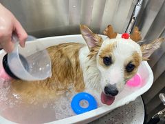 -1013 PET SHOP精品宠物商店(丁香店)