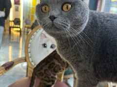 -猫小院猫主题餐厅(南锣旗舰店)