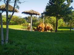 -北京野生动物园