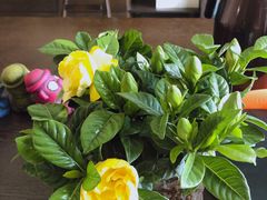 -秦美花卉(天朗·莱茵小城2期店)