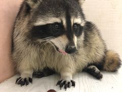 -浣熊柯尔鸭土拨鼠·电玩咖