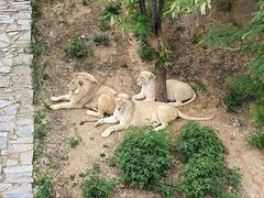 -石家庄市动物园