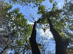 -大岭沟猕猴桃谷风景区