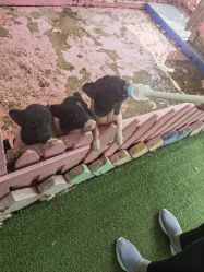 -萌宠亲子动物乐园(槐房万达店)