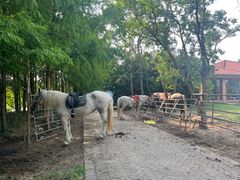 -上海海湾国家森林公园