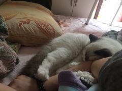 -袖虎·猫馆(体育西路店)