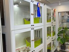 -青奢宠物·青奢猫舍