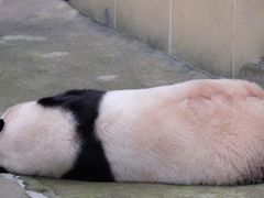 -西安秦岭野生动物园