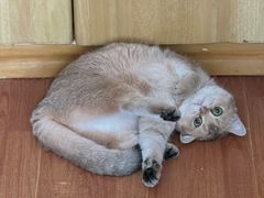 -瑞派福兴宠物医院犬猫全科·骨科·中西医结合(河东店)