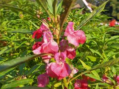 -广西壮族自治区药用植物园