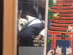 -小尾巴宠物店(万科·金域华庭店)