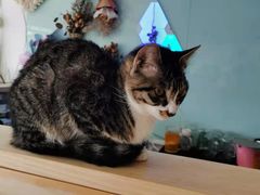 -平行世界·猫咖(首经贸店)