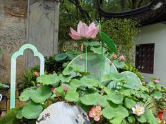 -上海醉白池公园