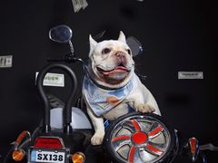 -超宠爱宠物摄影-Super pet