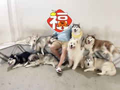 -星多哈·狗咖·拼豆·咖啡